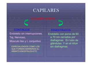 CAPILARES
                   CLASIFICACIÓN


    CONTINUOS                     FENESTRADOS
Endotelio sin interrupciones.   Endotelio con poros de 60
Tej. Nervioso,                   a 70 nm cerrados por
Músculo liso y t. conjuntivo     diafragmas. En tubo de
                                 glándulas. Y en el riñon
 ESPECIALIZADOS COMO LOS         sin diafragmas.
 QUE FORMAN BARRERAS EJ.
 HEMATO-ENCEFÁLICA ETC
 