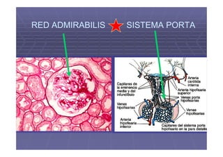 RED ADMIRABILIS   SISTEMA PORTA
 