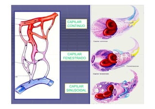 CAPILAR
 CONTINUO




  CAPILAR
FENESTRADO




   CAPILAR
 SINUSOIDAL
 