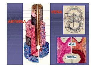 VENA

ARTERIA




                  VENA




                 ARTERIA
 