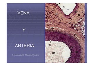 VENA


         Y


  ARTERIA
Diferencias Histológicas
 