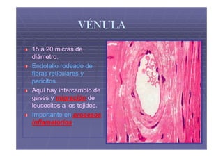 VÉNULA
15 a 20 micras de
diámetro.
Endotelio rodeado de
fibras reticulares y
pericitos.
pericitos.
Aquí hay intercambio de
gases y migración de
leucocitos a los tejidos.
Importante en procesos
inflamatorios.
inflamatorios.
 