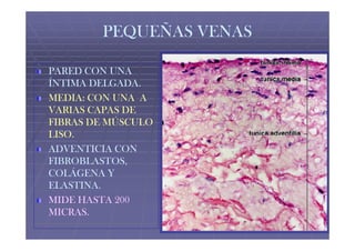 PEQUEÑAS VENAS

PARED CON UNA
ÍNTIMA DELGADA.
MEDIA: CON UNA A
VARIAS CAPAS DE
FIBRAS DE MÚSCULO
LISO.
LISO.
ADVENTICIA CON
FIBROBLASTOS,
COLÁGENA Y
ELASTINA.
MIDE HASTA 200
MICRAS.
 