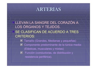 ARTERIAS

LLEVAN LA SANGRE DEL CORAZÓN A
LOS ÓRGANOS Y TEJIDOS.
SE CLASIFICAN DE ACUERDO A TRES
CRITERIOS:
    Tamaño (Grandes, Medianas y pequeñas)
    Componente predominante de la túnica media:
    (Elásticas, musculares y mixtas)
     Función (conductoras, de distribución y
     resistencia periférica).
 