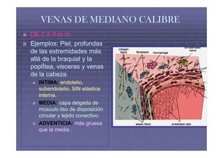 VENAS DE MEDIANO CALIBRE
DE 2 A 9 m m
Ejemplos: Piel, profundas
de las extremidades más
allá de la braquial y la
poplÍtea, visceras y venas
de la cabeza.
  INTIMA: endotelio,
  subendotelio, SIN elástica
  interna.
  MEDIA: capa delgada de
  músculo liso de disposición
  circular y tejido conectivo.
                    conectivo.
  ADVENTICIA: más gruesa
  que la media.
 