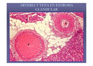 ARTERIA Y VENA EN ESTROMA
       GLANDULAR
 