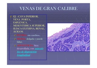 VENAS DE GRAN CALIBRE
EJ. : CAVA INFERIOR,
VENA PORTA,
ESPLÉNICA,
MESENTERICA SUPERIOR,
ILÍACA EXTERNA, RENAL,
ÁCIGOS.
    ÍNTIMA: sin cambios.
                   cambios.
    MEDIA: delgada y puede
    faltar.
    ADVENTICIA: bien
    desarrollada, con músculo
   liso de disposición
   longitudinal.
 