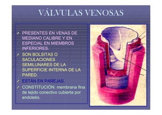 VÁLVULAS VENOSAS

PRESENTES EN VENAS DE
MEDIANO CALIBRE Y EN
ESPECIAL EN MIEMBROS
INFERIORES.
SON BOLSITAS O
SACULACIONES
SEMILUNARES DE LA
SUPERFICIE INTERNA DE LA
PARED.
ESTÁN EN PAREJAS.
CONSTITUCIÓN: membrana fina
de tejido conectivo cubierta por
endotelio.
endotelio.
 