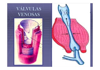 VÁLVULAS
VENOSAS
 