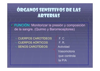 ÓRGANOS SENSITIVOS DE LAS
        ARTERIAS
FUNCIÓN: Monitorizar la presión y composición
de la sangre. (Quimio y Barorreceptores)

  CUERPOS CAROTÍDEOS        F. C
  CUERPOS AÓRTICOS          F. R.
  SENOS CAROTÍDEOS         Actividad
                           Vasomotora
                           que controla
                           la P/A
 