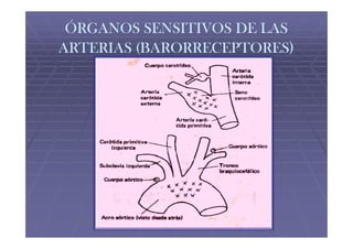ÓRGANOS SENSITIVOS DE LAS
ARTERIAS (BARORRECEPTORES)
 