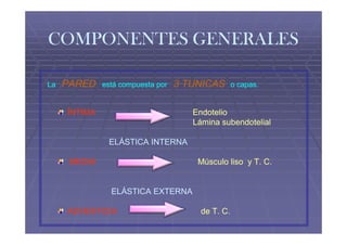 COMPONENTES GENERALES

La   PARED    está compuesta por   3 TUNICAS       o capas.


     ÍNTIMA                           Endotelio
                                      Lámina subendotelial

               ELÁSTICA INTERNA

      MEDIA                            Músculo liso y T. C.


                ELÁSTICA EXTERNA

     ADVENTICIA                         de T. C.
 