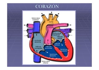 CORAZÓN
 