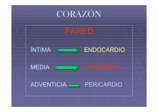 CORAZÓN
          PARED

ÍNTIMA       ENDOCARDIO

MEDIA        MIOCARDIO

ADVENTICIA   PERICARDIO
 