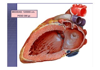MEDIDAS: 12X9X6 cm.
    PESO 300 gr.
 