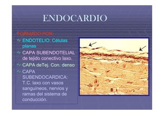 ENDOCARDIO
FORMADO POR:
  ENDOTELIO: Células
  planas
  CAPA SUBENDOTELIAL
  de tejido conectivo laxo.
  CAPA deTej. Con. denso
  CAPA
  SUBENDOCARDICA:
  T.C. laxo con vasos
  sanguíneos, nervios y
  ramas del sistema de
  conducción.
 