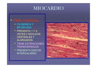 MIOCARDIO

FIBRA CARDÍACA:
  CILÍNDRICA Y
  BIFURCADA
  PRESENTA 1 Y A
  VECES 2 NÚCLEOS
  CENTRALES Y
  ALARGADOS.
  ALARGADOS.
  TIENE ESTRIACIONES
  TRANSVERSALES
  PRESENTA DISCOS
  INTERCALARES.
 