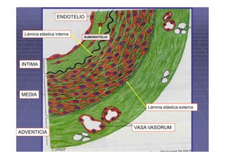 ENDOTELIO


  Lámina elástica interna
                            SUBENDOTELIO




 INTIMA




 MEDIA

                                               Lámina elástica externa



                                           VASA VASORUM
ADVENTICIA
 