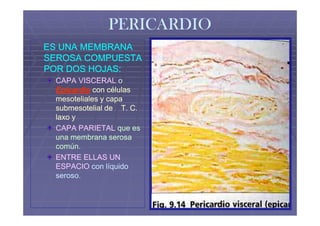 PERICARDIO
ES UNA MEMBRANA
SEROSA COMPUESTA
POR DOS HOJAS:
 CAPA VISCERAL o
 Epicardio con células
 mesoteliales y capa
 submesotelial de T. C.
 laxo y
 CAPA PARIETAL que es
 una membrana serosa
 común.
 ENTRE ELLAS UN
 ESPACIO con líquido
 seroso.
 