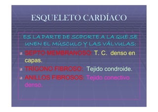 ESQUELETO CARDÍACO

ES LA PARTE DE SOPORTE A LA QUE SE
UNEN EL MÚSCULO Y LAS VÁLVULAS:
SEPTO MEMBRANOSO: T. C. denso en
capas.
TRÍGONO FIBROSO: Tejido condroide.
                         condroide.
ANILLOS FIBROSOS: Tejido conectivo
denso.
 