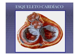 ESQUELETO CARDÍACO
 