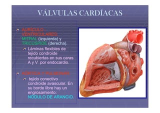 VÁLVULAS CARDÍACAS

AURÍCULO -
VENTRICULARES:
MITRAL (izquierda) y
TRICÚSPIDE (derecha).
   Láminas flexibles de
   tejido condroide
   recubiertas en sus caras
   A y V por endocardio.
              endocardio.

AÓRTICA Y PULMONAR:
   tejido conectivo
  condroide avascular. En
             avascular.
  su borde libre hay un
  engrosamiento:
  NÓDULO DE ARANCIO.
 
