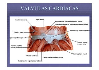 VÁLVULAS CARDÍACAS
 