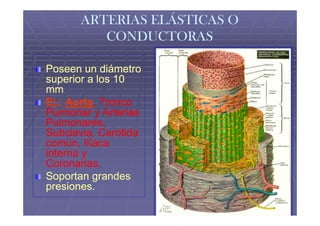 ARTERIAS ELÁSTICAS O
         CONDUCTORAS

Poseen un diámetro
superior a los 10
mm
Ej.: Aorta, Tronco
     Aorta,
Pulmonar y Arterias
Pulmonares,
Subclavia, Carótida
común, Ilíaca
interna y
Coronarias.
Soportan grandes
presiones.
 