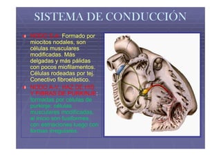 SISTEMA DE CONDUCCIÓN
NODO S-A: Formado por
         S-
miocitos nodales, son
células musculares
modificadas. Más
delgadas y más pálidas
con pocos miofilamentos.
Células rodeadas por tej.
Conectivo fibroelástico.
NODO A-V, HAZ DE HIS
         A-
Y FIBRAS DE PURKINJE:
                PURKINJE:
formadas por células de
purkinje: células
musculares modificadas,
al inicio son fusiformes,
con estriaciones luego con
formas irregulares.
 