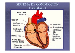SISTEMA DE CONDUCCIÓN
       CARDÍACO
 