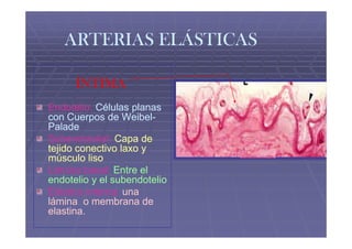 ARTERIAS ELÁSTICAS

      ÍNTIMA
Endotelio: Células planas
con Cuerpos de Weibel-
                  Weibel-
Palade
Subendotelial:
Subendotelial: Capa de
tejido conectivo laxo y
músculo liso
Lámina basal: Entre el
endotelio y el subendotelio
Elástica interna: una
lámina o membrana de
elastina.
 