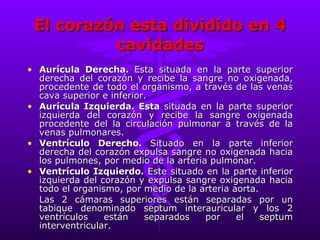 El corazón esta dividido en 4 cavidades Aurícula Derecha.  Esta situada en la parte superior derecha del corazón y recibe la sangre no oxigenada, procedente de todo el organismo, a través de las venas cava superior e inferior. Aurícula Izquierda. Esta  situada en la parte superior izquierda del corazón y recibe la sangre oxigenada procedente del la circulación pulmonar a través de la venas pulmonares. Ventrículo Derecho.  Situado en la parte inferior derecha del corazón expulsa sangre no oxigenada hacia los pulmones, por medio de la arteria pulmonar. Ventrículo Izquierdo.  Este situado en la parte inferior izquierda del corazón y expulsa sangre oxigenada hacia todo el organismo, por medio de la arteria aorta. Las 2 cámaras superiores están separadas por un tabique denominado septum interauricular y los 2 ventrículos están separados por el septum interventricular. 