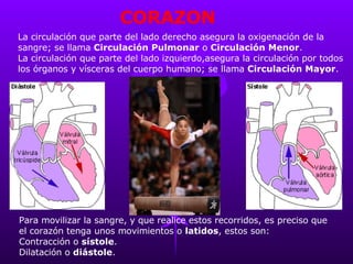 CORAZON La circulación que parte del lado derecho asegura la oxigenación de la  sangre; se llama  Circulación Pulmonar  o  Circulación Menor . La circulación que parte del lado izquierdo,asegura la circulación por todos  los órganos y vísceras del cuerpo humano; se llama  Circulación Mayor . Para movilizar la sangre, y que realice estos recorridos, es preciso que  el corazón tenga unos movimientos o  latidos , estos son: Contracción o  sístole .  Dilatación o  diástole .  