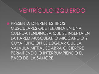    PRESENTA DIFERENTES TIPOS
    MUSCULARES QUE TERMINA EN UNA
    CUERDA TENDINOSA QUE SE INSERTA EN
    LA PARED MUSCULAR O MIOCARDIO Y
    CUYA FUNCIÓN ES LOGRAR QUE LA
    VÁLVULA MITRAL SE ABRA O CIERRRE
    PERMITIENDO O INTERRUMPIENDO EL
    PASO DE LA SANGRE.
 