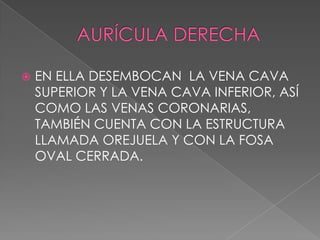    EN ELLA DESEMBOCAN LA VENA CAVA
    SUPERIOR Y LA VENA CAVA INFERIOR, ASÍ
    COMO LAS VENAS CORONARIAS,
    TAMBIÉN CUENTA CON LA ESTRUCTURA
    LLAMADA OREJUELA Y CON LA FOSA
    OVAL CERRADA.
 