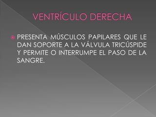    PRESENTA MÚSCULOS PAPILARES QUE LE
    DAN SOPORTE A LA VÁLVULA TRICÚSPIDE
    Y PERMITE O INTERRUMPE EL PASO DE LA
    SANGRE.
 