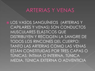   LOS VASOS SANGUÍNEOS (ARTERIAS Y
    CAPILARES Y VENAS) SON CONDUCTOS
    MUSCULARES ELÁSTICOS QUE
    DISTRIBUYEN Y RECOGEN LA SANGRE DE
    TODOS LOS RINCONES DEL CUERPO:
    TANTO LAS ARTERIAS COMO LAS VENAS
    ESTÁN CONSTITUIDAS POR TRES CAPAS O
    TÚNICAS; ÍNTIMA O INTERNA, TÚNICA
    MEDIA, TÚNICA EXTERNA O ADVENTICIA
 