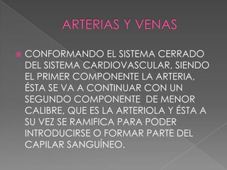    CONFORMANDO EL SISTEMA CERRADO
    DEL SISTEMA CARDIOVASCULAR, SIENDO
    EL PRIMER COMPONENTE LA ARTERIA,
    ÉSTA SE VA A CONTINUAR CON UN
    SEGUNDO COMPONENTE DE MENOR
    CALIBRE, QUE ES LA ARTERIOLA Y ÉSTA A
    SU VEZ SE RAMIFICA PARA PODER
    INTRODUCIRSE O FORMAR PARTE DEL
    CAPILAR SANGUÍNEO.
 