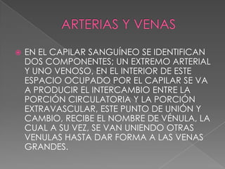    EN EL CAPILAR SANGUÍNEO SE IDENTIFICAN
    DOS COMPONENTES; UN EXTREMO ARTERIAL
    Y UNO VENOSO, EN EL INTERIOR DE ESTE
    ESPACIO OCUPADO POR EL CAPILAR SE VA
    A PRODUCIR EL INTERCAMBIO ENTRE LA
    PORCIÓN CIRCULATORIA Y LA PORCIÓN
    EXTRAVASCULAR, ESTE PUNTO DE UNIÓN Y
    CAMBIO, RECIBE EL NOMBRE DE VÉNULA, LA
    CUAL A SU VEZ, SE VAN UNIENDO OTRAS
    VENULAS HASTA DAR FORMA A LAS VENAS
    GRANDES.
 