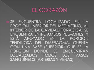    SE ENCUENTRA LOCALIZADO EN LA
    PROCIÓN INFERIOR DEL MEDIASTINO, AL
    INTERIOR DE LA CAVIDAD TORÁCICA, SE
    ENCUENTRA ENTRE AMBOS PULMONES Y
    ESTÁ APOYADO EN LA PORCIÓN
    TENDINOSA DEL DIAFRAGMA. CUENTA
    CON UNA BASE (SUPERIOR) QUE ES LA
    PORCIÓN DONDE SE ENCUENTRAN
    LOCALIZADOS TODOS LOS VASOS
    SANGUÍNEOS (ARTERIAS Y VENAS)
 
