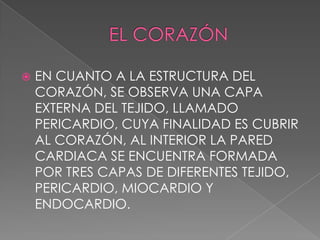    EN CUANTO A LA ESTRUCTURA DEL
    CORAZÓN, SE OBSERVA UNA CAPA
    EXTERNA DEL TEJIDO, LLAMADO
    PERICARDIO, CUYA FINALIDAD ES CUBRIR
    AL CORAZÓN, AL INTERIOR LA PARED
    CARDIACA SE ENCUENTRA FORMADA
    POR TRES CAPAS DE DIFERENTES TEJIDO,
    PERICARDIO, MIOCARDIO Y
    ENDOCARDIO.
 