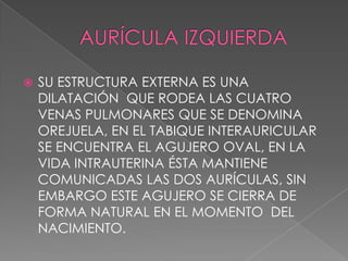    SU ESTRUCTURA EXTERNA ES UNA
    DILATACIÓN QUE RODEA LAS CUATRO
    VENAS PULMONARES QUE SE DENOMINA
    OREJUELA, EN EL TABIQUE INTERAURICULAR
    SE ENCUENTRA EL AGUJERO OVAL, EN LA
    VIDA INTRAUTERINA ÉSTA MANTIENE
    COMUNICADAS LAS DOS AURÍCULAS, SIN
    EMBARGO ESTE AGUJERO SE CIERRA DE
    FORMA NATURAL EN EL MOMENTO DEL
    NACIMIENTO.
 
