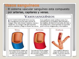 Vasos sanguíneos
   El sistema vascular sanguíneo esta compuesto
    por arterias, capilares y venas.
 