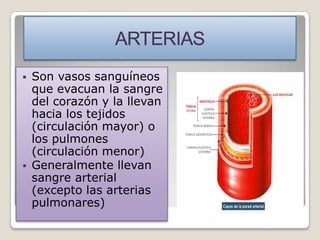    Son vasos sanguíneos
    que evacuan la sangre
    del corazón y la llevan
    hacia los tejidos
    (circulación mayor) o
    los pulmones
    (circulación menor)
   Generalmente llevan
    sangre arterial
    (excepto las arterias
    pulmonares)
 