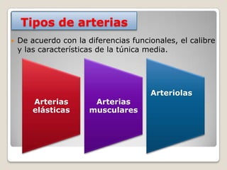 Tipos de arterias
   De acuerdo con la diferencias funcionales, el calibre
    y las características de la túnica media.




                                       Arteriolas
        Arterias        Arterias
        elásticas      musculares
 