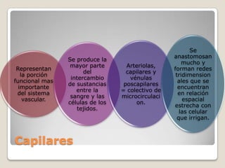 Se
                                                  anastomosan
                Se produce la
                                                      mucho y
                 mayor parte       Arteriolas,
 Representan                                      forman redes
                      del          capilares y
   la porción                                      tridimension
                 intercambio        vénulas
funcional mas                                       ales que se
                de sustancias     poscapilares
  importante                                        encuentran
                   entre la      = colectivo de
 del sistema                                        en relación
                 sangre y las    microcirculaci
    vascular.                                         espacial
                células de los         on.
                                                  estrecha con
                   tejidos.
                                                     las celular
                                                    que irrigan.



Capilares
 