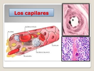 Los capilares
 