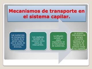 Mecanismos de transporte en
    el sistema capilar.


                                                        La presión
 Las sustancias                                      hidrostática de
                                     La difusión
 se transportan    Los capilares                         la sangre
                                     cumple un
 a través de la     también se                          circulante
                                        papel
  pared capilar   conocen como                        conduce a la
                                   importante en
con la ayuda de      vasos de                         filtración de
                                   el intercambio
  mecanismos       intercambio.                       liquido en la
                                   de sustancias.
    diversos.                                        primera mitad
                                                    de los capilares.
 