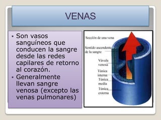  Son vasos
  sanguíneos que
  conducen la sangre
  desde las redes
  capilares de retorno
  al corazón.
 Generalmente
  llevan sangre
  venosa (excepto las
  venas pulmonares)
 