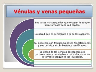 Vénulas y venas pequeñas

       Los vasos mas pequeños que recogen la sangre
               directamente de la red capilar.


       Su pared aun es semejante a la de los capilares.


      Su endotelio con frecuencia posee fenestraciones
         y sus pericitos están bastante ramificados.

            La pared de las vénulas poscapilares es
       particularmente permeable y por ahí abandonan
             el torrente sanguíneo los leucocitos.
 